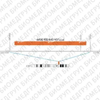 ДЛЯ КЛИЕНТОВ ЗА ПРЕДЕЛАМИ США. SureFISH Chr9 CEP 367kb P20 RD