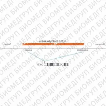 ДЛЯ КЛИЕНТОВ ЗА ПРЕДЕЛАМИ США. SureFISH 17q25.3 Chr17qTel 405kb P20 RD