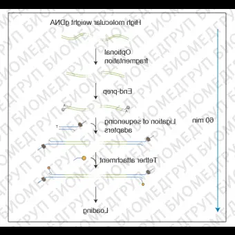 Набор для секвенирования ДНК с лигированием, Ligation Sequencing Kit, Oxford Nanopore Technologies, SQKLSK109