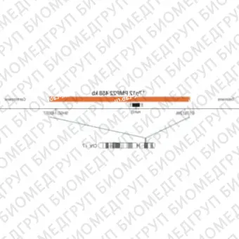 ДЛЯ КЛИЕНТОВ из США. SureFISH 17p12 PMP22 458кб P20 RD. PMP22, Номер копии, 20 тестов, Cy3, Концентрат, Ручное использование