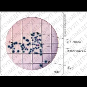 Бакпечатки HiTouch для обнаружения E.coli и колиформных бактерий 50 чашек d 55 мм ФСЗ 2009/03706
