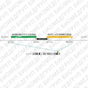 ДЛЯ КЛИЕНТОВ из США. SureFISH 3p25.2 PPARG 3 BA 400кб P20 GR. PPARG, Break Apart, 20 тестов, FITC, Концентрат, Ручное использование