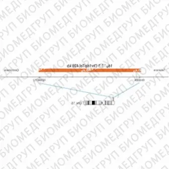ДЛЯ КЛИЕНТОВ из США. SureFISH 16p13.3 Chr16pTel 428кб P20 RD. Теломеры Chr16p, Номер копии, 20 тестов, Cy3, Концентрат, Ручное использование