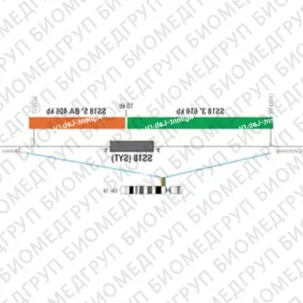 ДЛЯ КЛИЕНТОВ ЗА ПРЕДЕЛАМИ США. SureFISH 18q11.2 SS18 5146 BA 406kb P20 RD