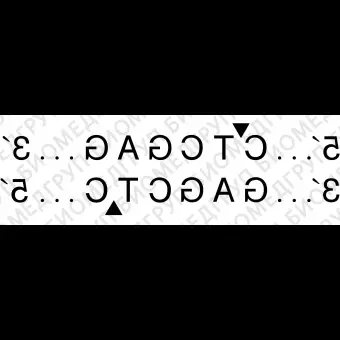 Эндонуклеаза рестрикции XhoI, 20 000 ед/мл, New England Biolabs, R0146 S, 5 000 единиц