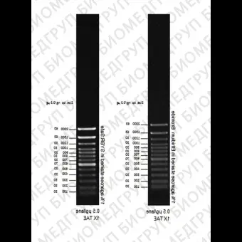 Маркер длин ДНК, 100 bp, 13 фрагментов от 100 до 1000 п.н., 0,1 мкг/мл, Thermo FS, 15628050, 250 мкг