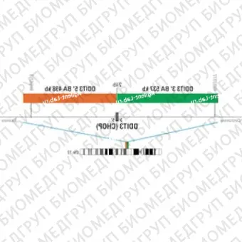 ДЛЯ КЛИЕНТОВ ЗА ПРЕДЕЛАМИ США. SureFISH 12q14 DDIT3 5 BA 498kb P100 RD