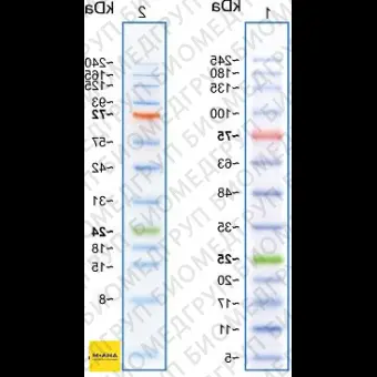 Маркеры белковые молекулярного веса, предокрашенные, Prism Ultra, 3.5245 кДа, 13 полос, Abcam, ab116029, 500 мкл