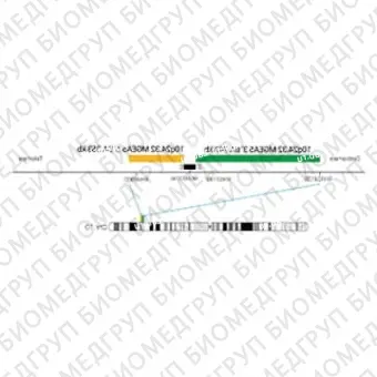 ДЛЯ КЛИЕНТОВ из США. SureFISH 10q24.32 MGEA5 3 BA 743кб P20 GR. MGEA5, Break Apart, 20 тестов, FITC, Концентрат, Ручное использование