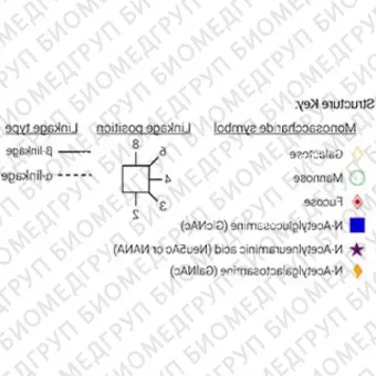 Стандарт Nгликанов AdvanceBio InstantPC G2FS1 2,6 / FA2G2S61 ранее ProZyme