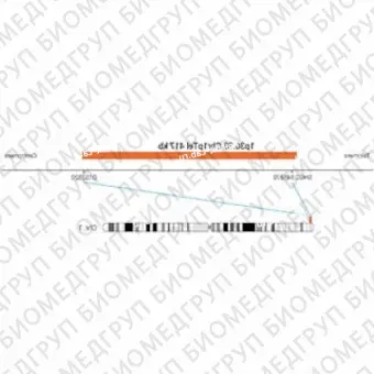 ДЛЯ КЛИЕНТОВ ЗА ПРЕДЕЛАМИ США. SureFISH 1p36.33 Chr1pTel 417kb P20 RD