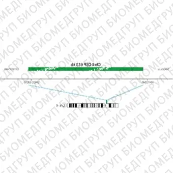 ДЛЯ КЛИЕНТОВ из США. SureFISH Chr4 CEP 613кб P20 GR. CEP 4, Номер копии, 20 тестов, FITC, Концентрат, Ручное использование