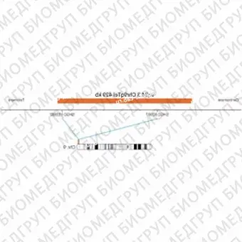 ДЛЯ КЛИЕНТОВ ЗА ПРЕДЕЛАМИ США. SureFISH 9q34.3 Chr9qTel 429kb P20 RD