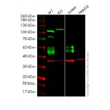 Клеточная линия Human CD47 knockout HEK293T cell line, Abcam, ab266324, 1 млн.кл.