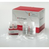 Набор PureLink miRNA Isolation Kit, Thermo FS, K157001, 25 выделений