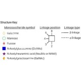 Стандарт N-гликанов AdvanceBio 2-AB Man8 / M8 (ранее ProZyme)