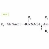 PNGase F, Chryseobacterium, нативная (ранее ProZyme)